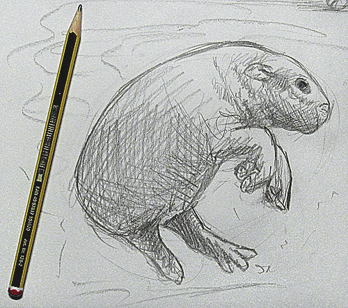 35 Cute & Easy Animal Drawing Ideas | Easy animal drawings, Cute easy animal  drawings, Animal doodles