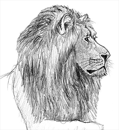How to Draw a Lion Easy Step by Step Lion Drawing - YouTube