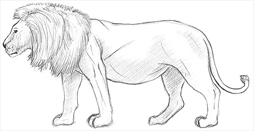 Lion Face Side View Drawing HD Png Download  1294x12942782385  PngFind